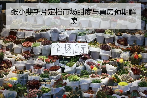 张小斐新片定档市场甜度与票房预期解读